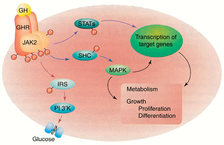 Steroid hormones signaling pathway